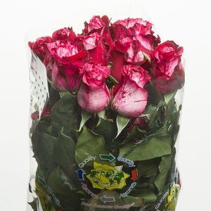 ROSE CRAZY ONE 40